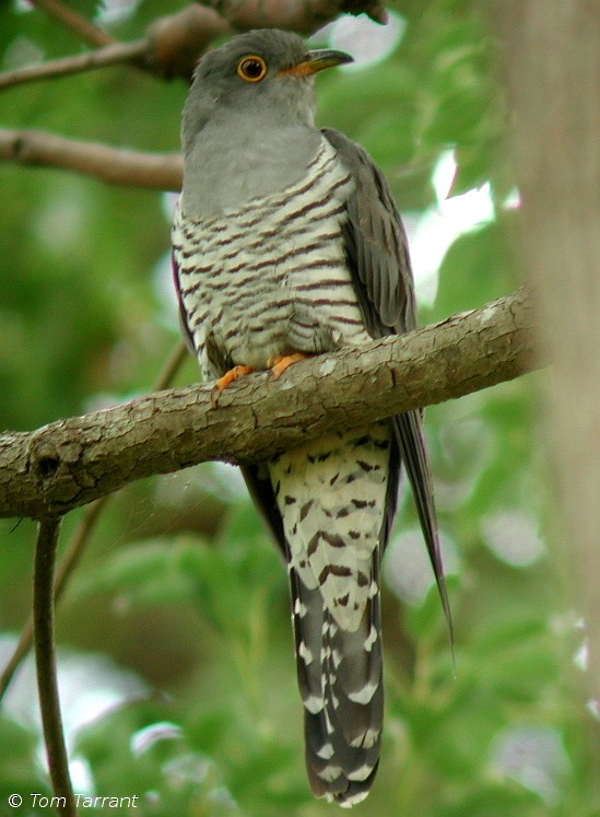 Oriental Cuckoo - Tom Tarrant