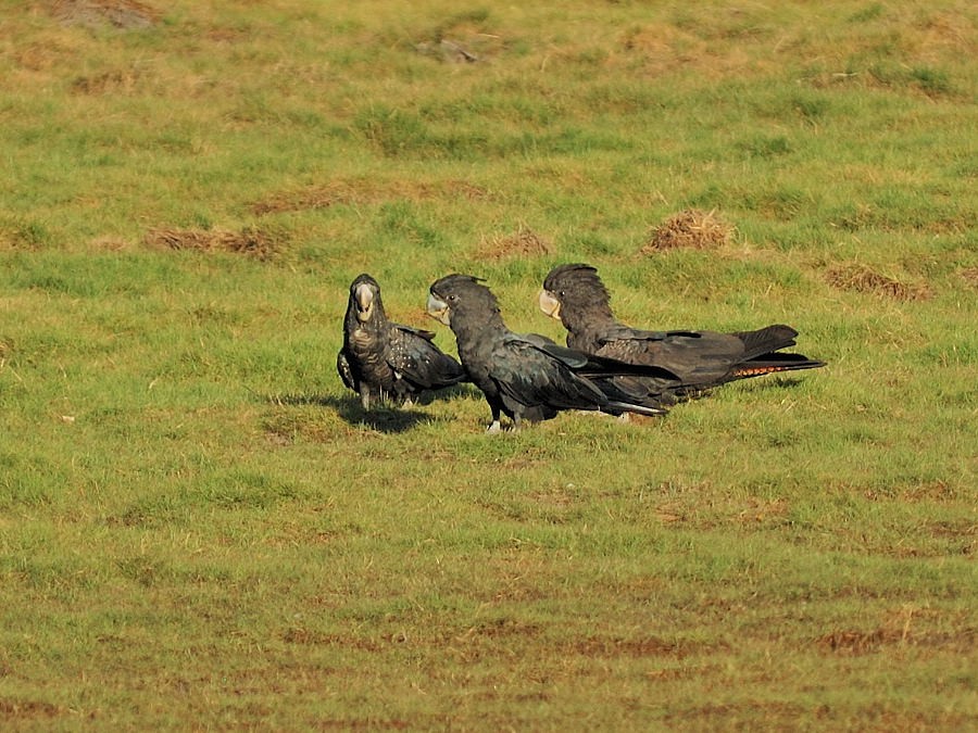 Red-tailed Black-Cockatoo - Georges Olioso