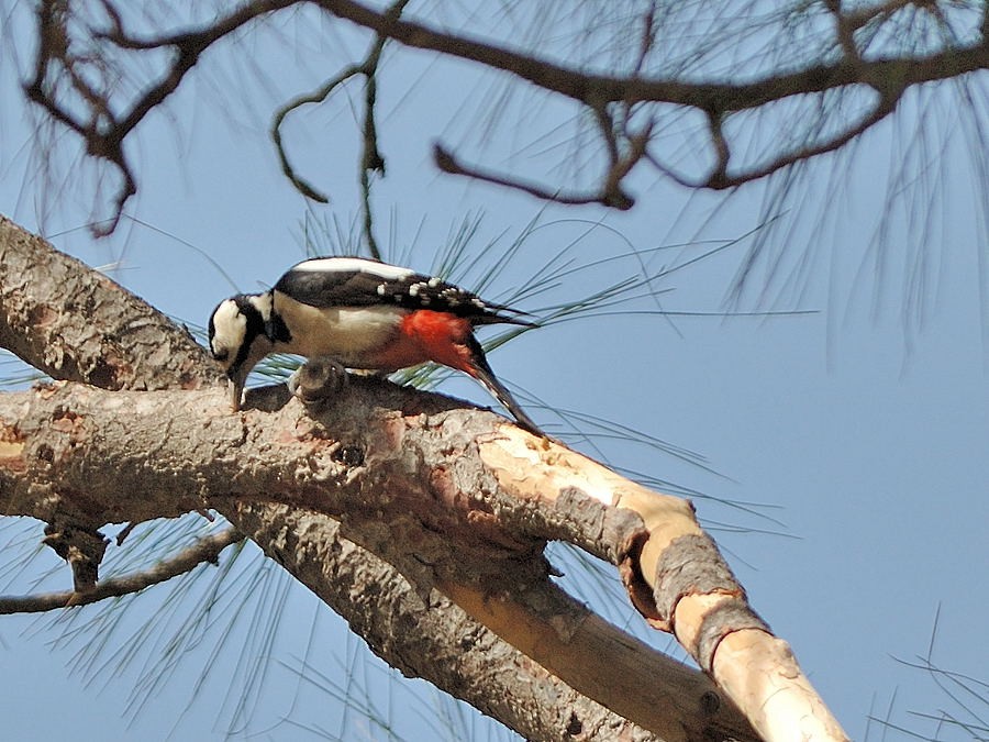 Great Spotted Woodpecker (Canarian) - Georges Olioso