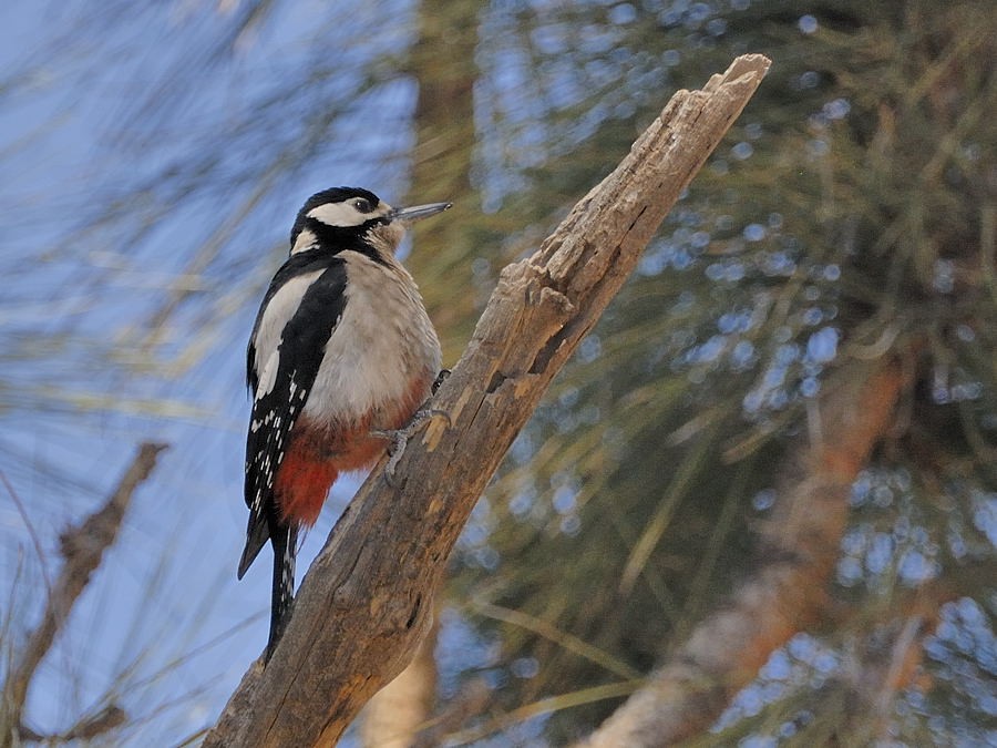 Great Spotted Woodpecker (Canarian) - Georges Olioso