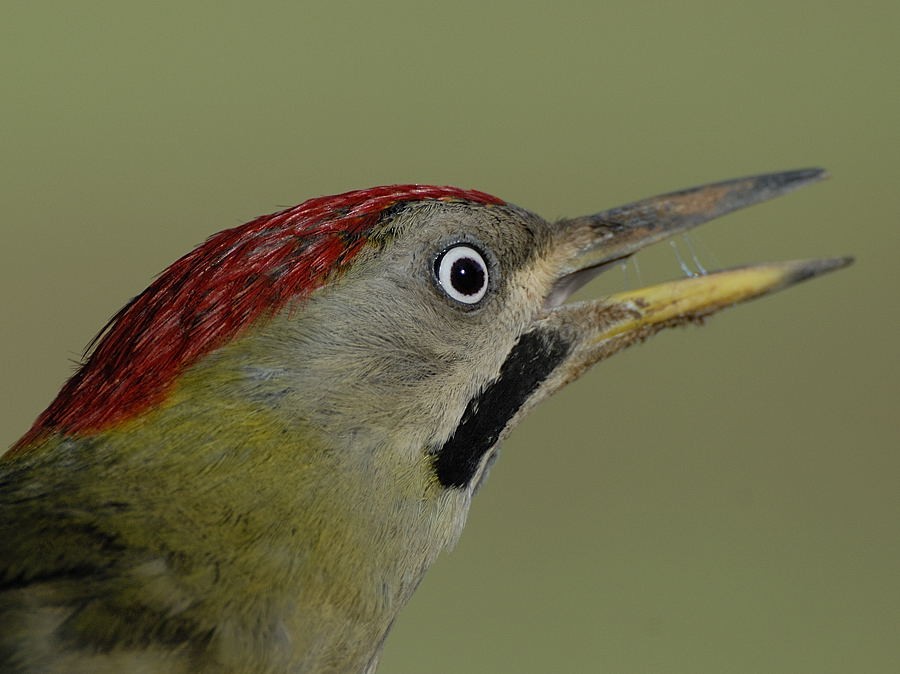 Levaillant's Woodpecker - Georges Olioso