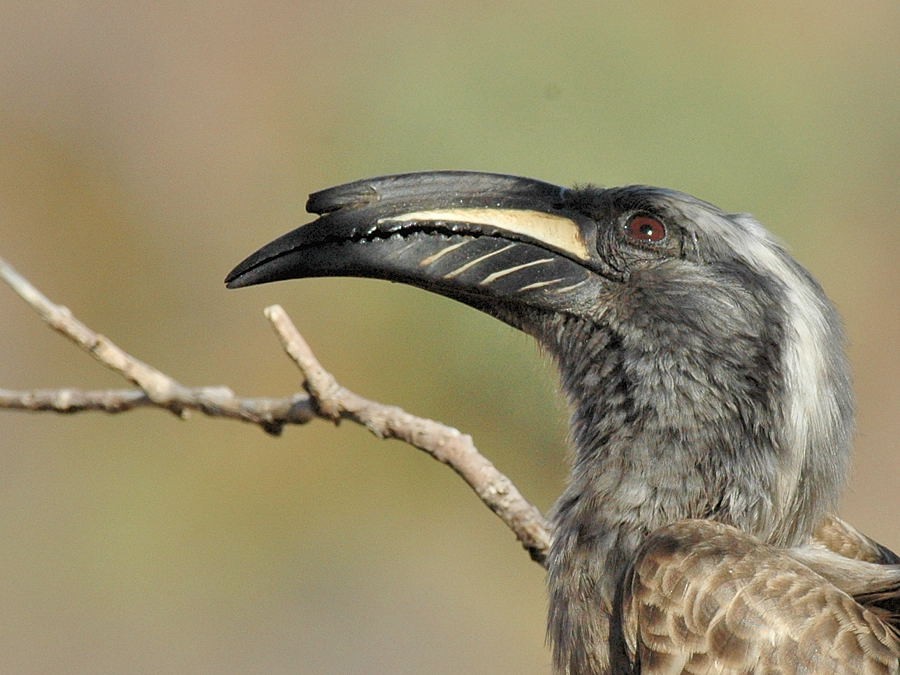 African Gray Hornbill - Georges Olioso