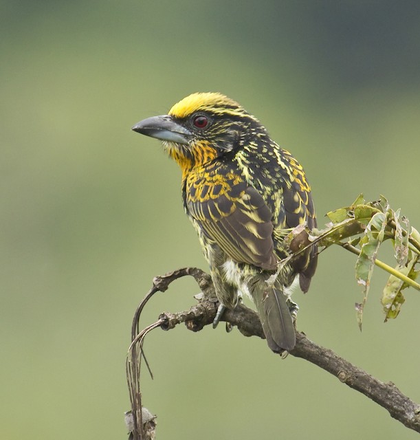 Photos - Gilded Barbet - Capito auratus - Birds of the World