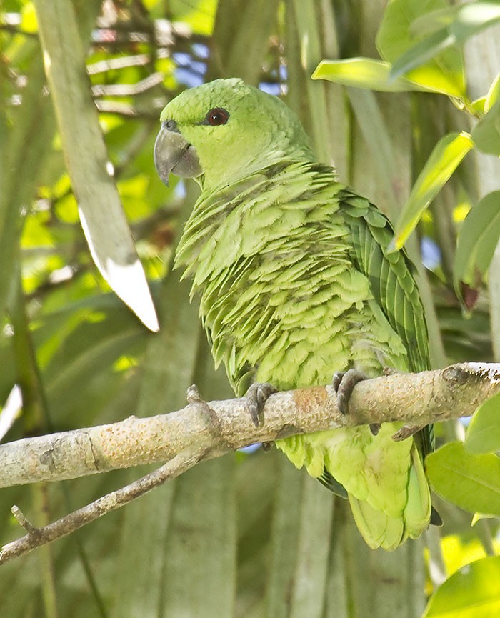 Short-tailed Parrot - Dušan Brinkhuizen