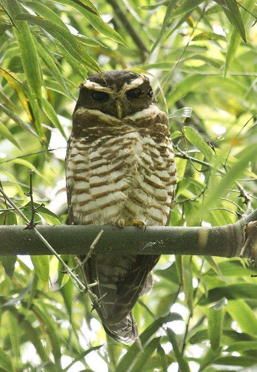 Band-bellied Owl - ML204894291