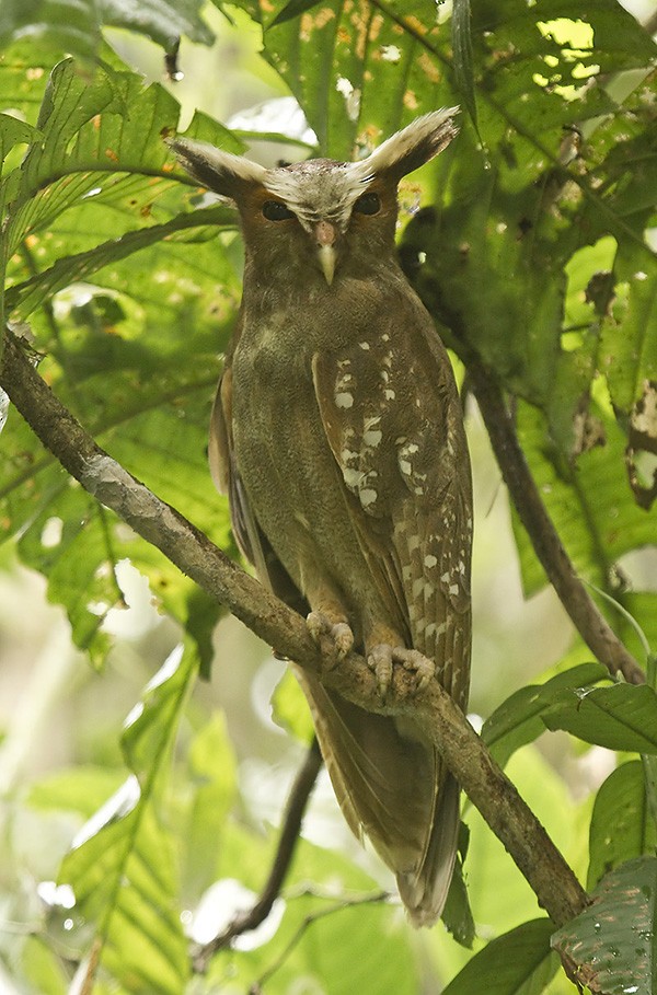 Crested Owl - ML204894461