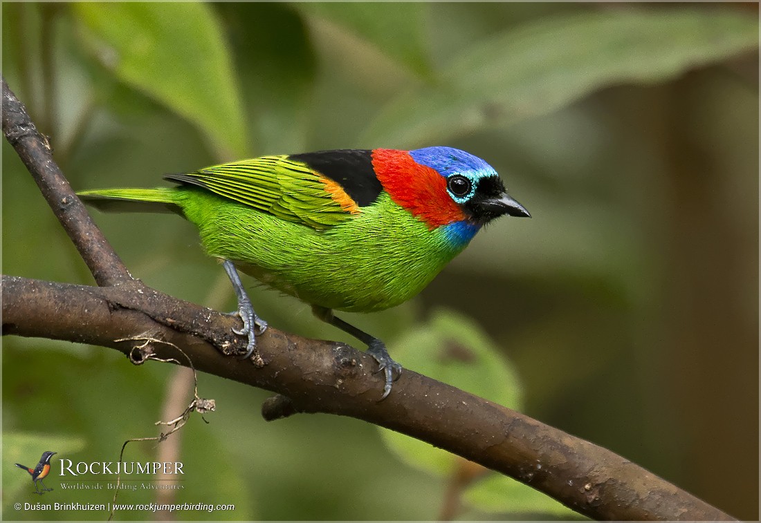 Red-necked Tanager - ML204894771