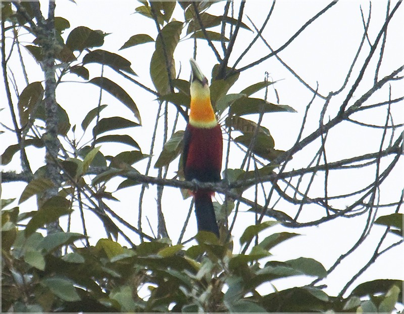Red-breasted Toucan - Dušan Brinkhuizen