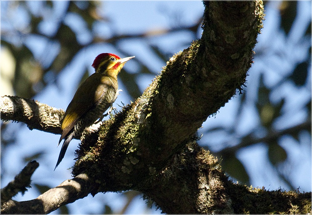 White-browed Woodpecker - ML204894911