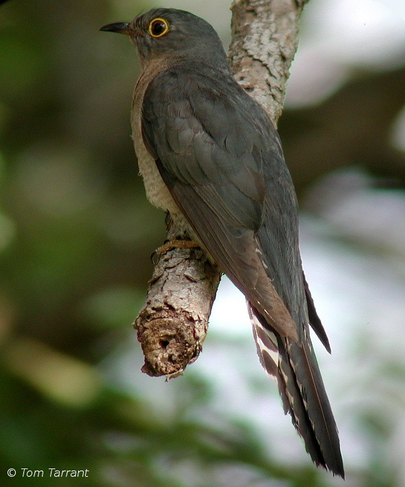 Fan-tailed Cuckoo - Tom Tarrant