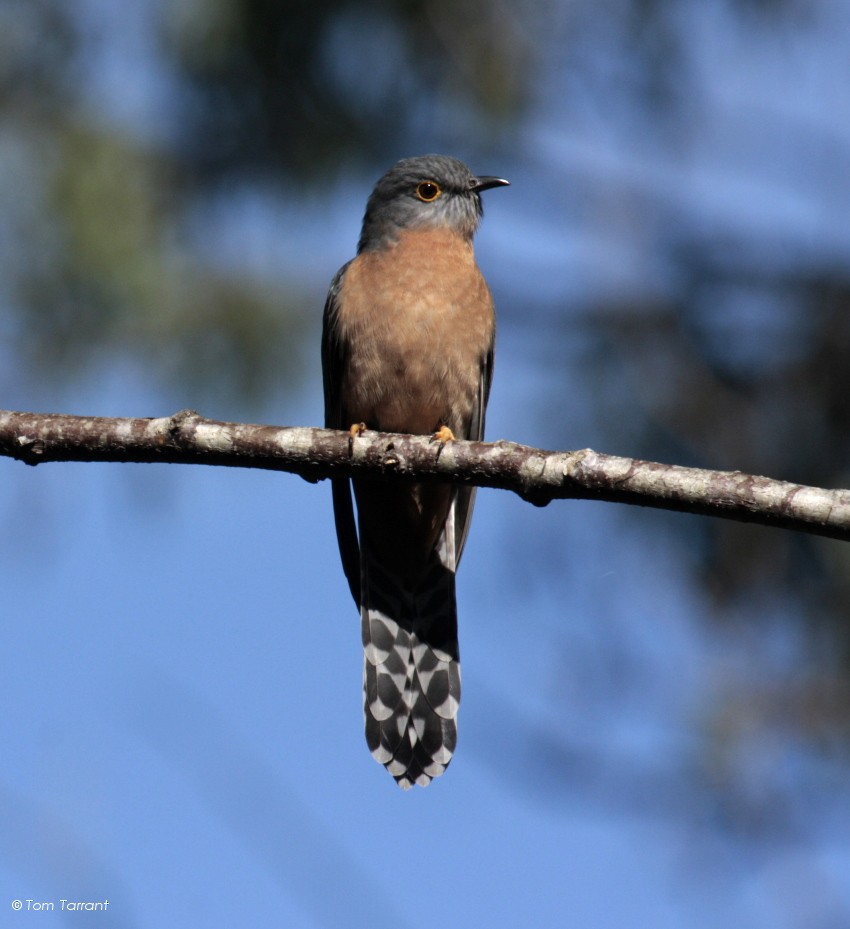 Fan-tailed Cuckoo - Tom Tarrant