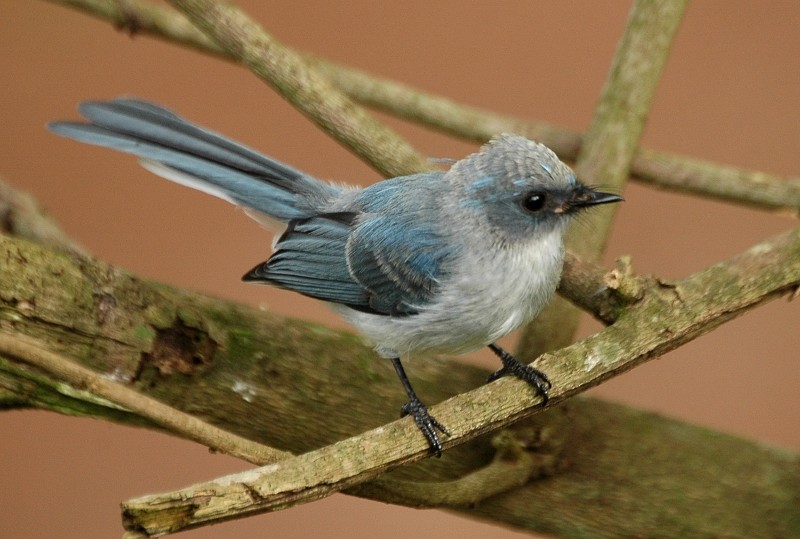 White-tailed Blue Flycatcher - Tom Tarrant