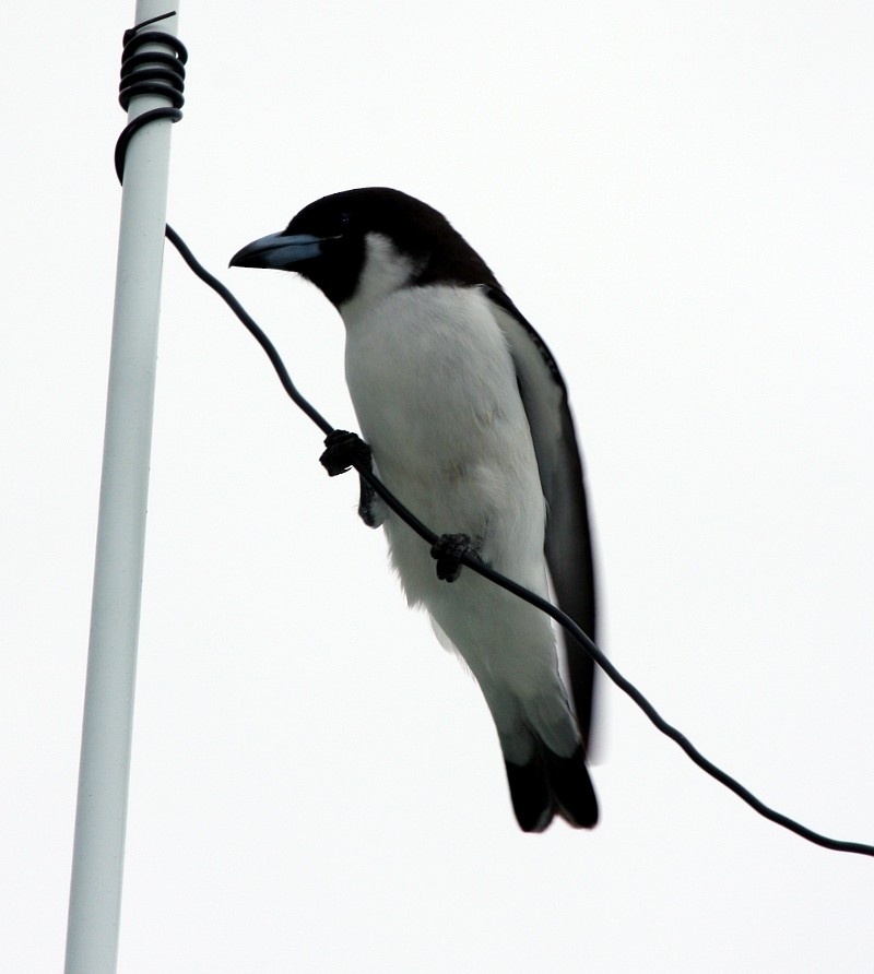 Fiji Woodswallow - Tom Tarrant