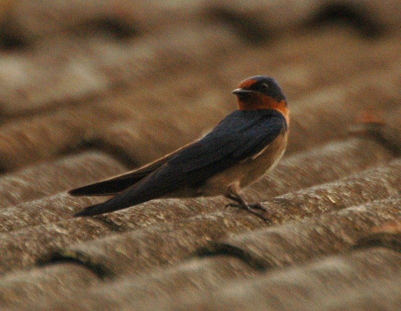 Angola Swallow - Tom Tarrant
