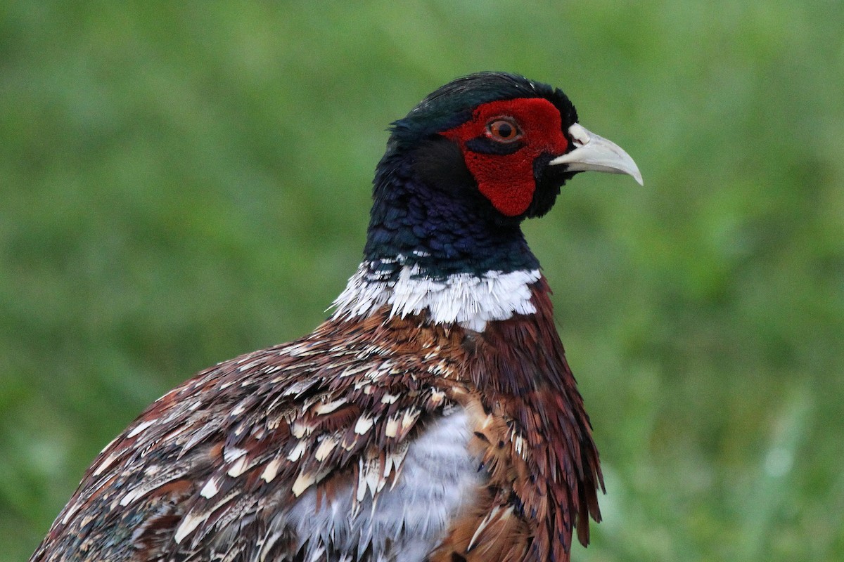 Ring-necked Pheasant - Tom Moxley