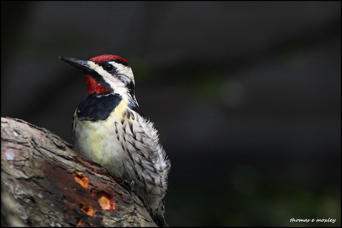 Yellow-bellied Sapsucker - Tom Moxley