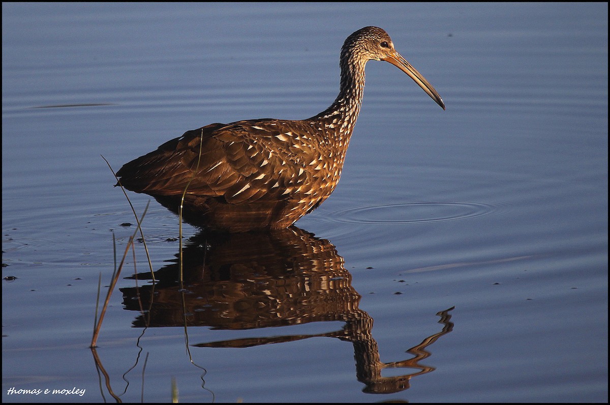 Limpkin - Tom Moxley