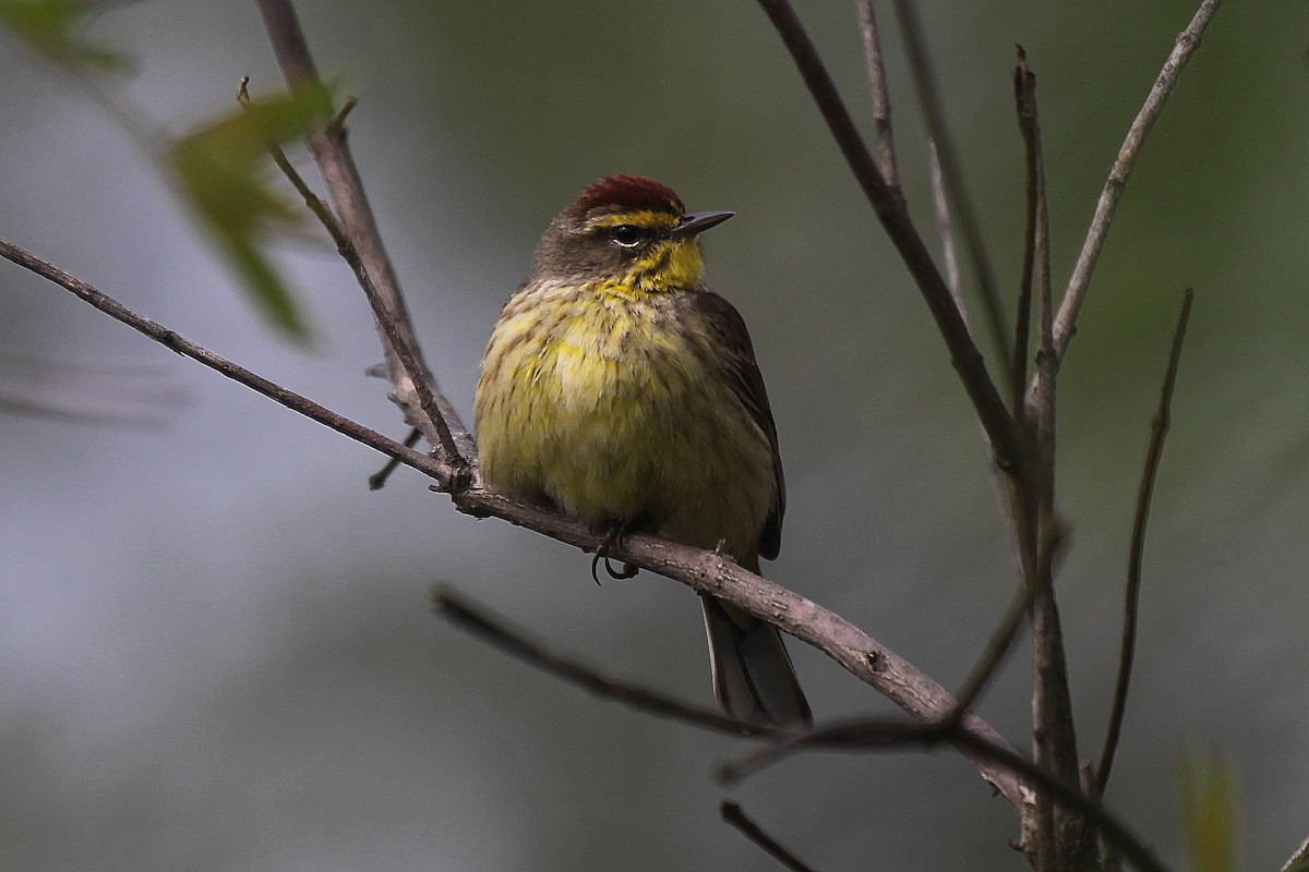 Palm Warbler - Tom Moxley