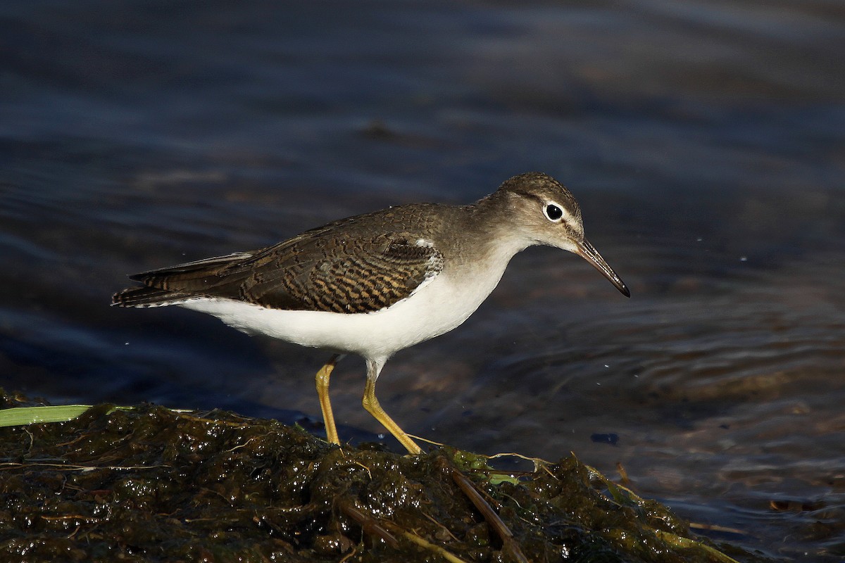 Spotted Sandpiper - Tom Moxley