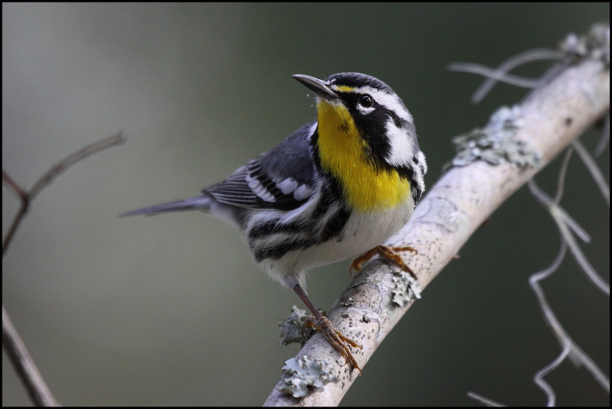 Yellow-throated Warbler - Tom Moxley
