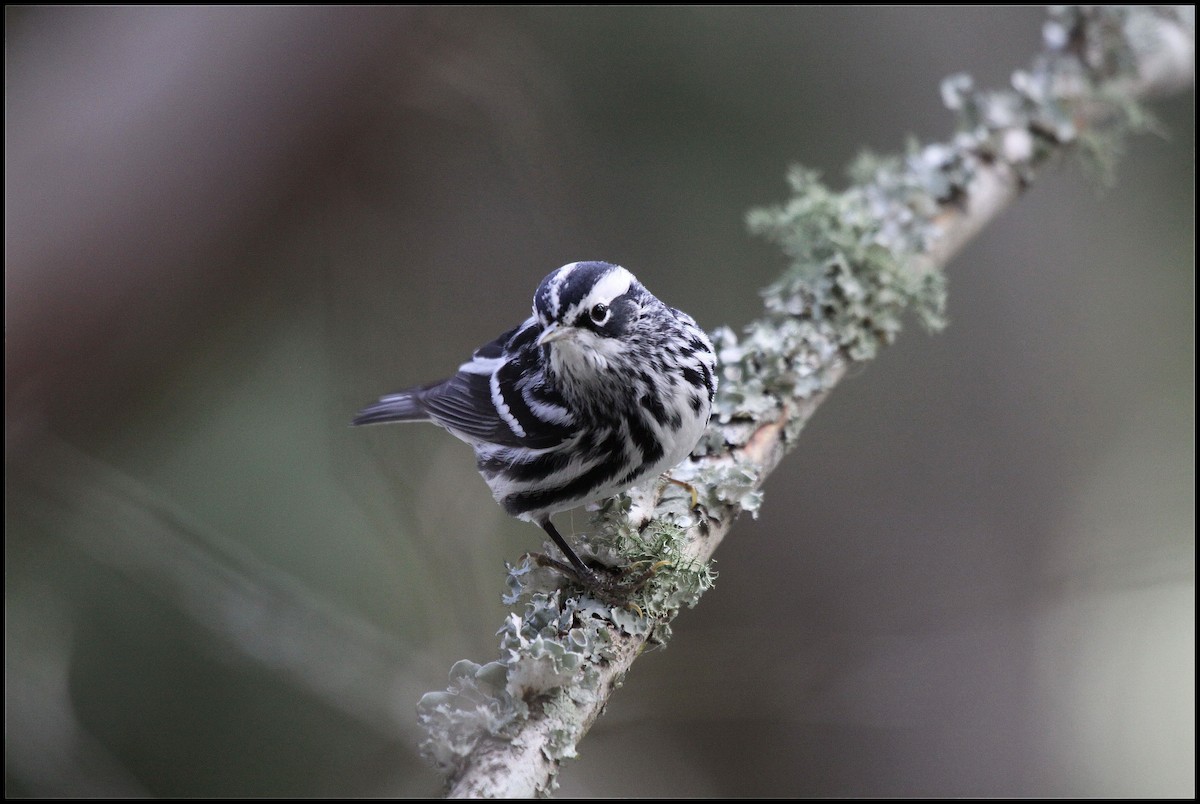 Black-and-white Warbler - Tom Moxley