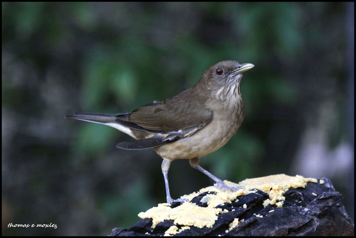 Clay-colored Thrush - Tom Moxley