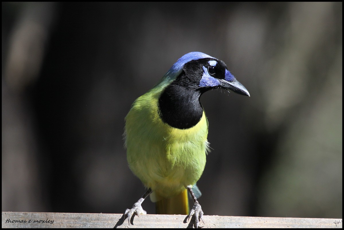 Green Jay - Tom Moxley