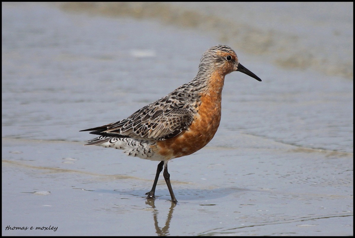 Red Knot - Tom Moxley