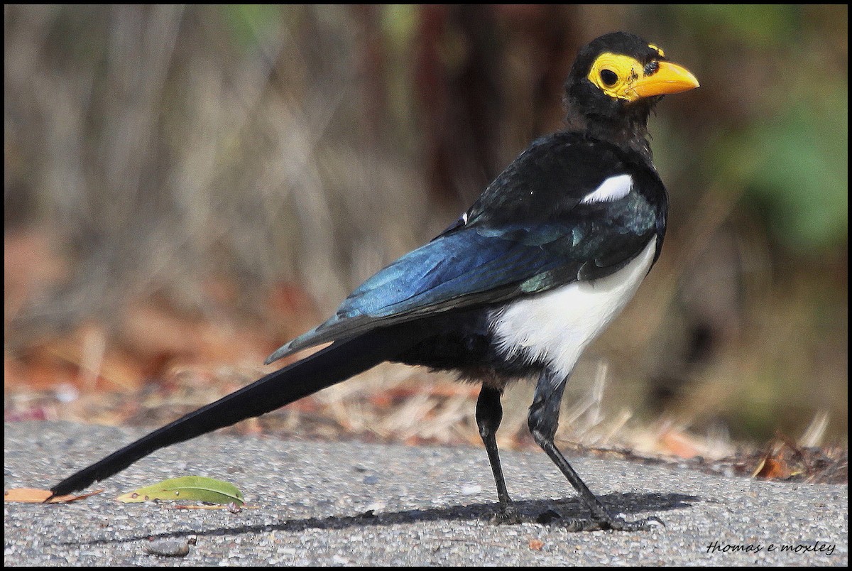 Yellow-billed Magpie - Tom Moxley