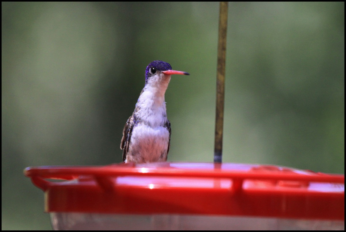 Violet-crowned Hummingbird - Tom Moxley