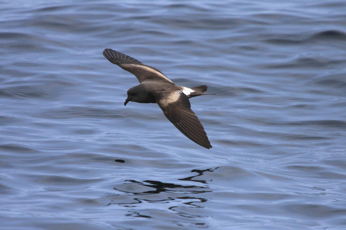 Leach's Storm-Petrel - Tom Moxley