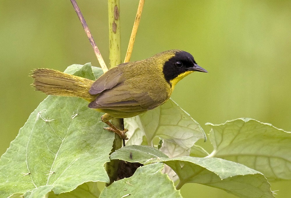 Olive-crowned Yellowthroat (Olive-crowned) - Dušan Brinkhuizen