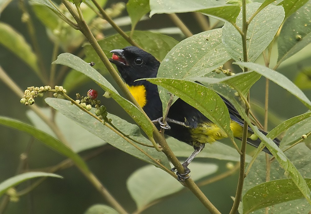Golden-chested Tanager - ML204896331