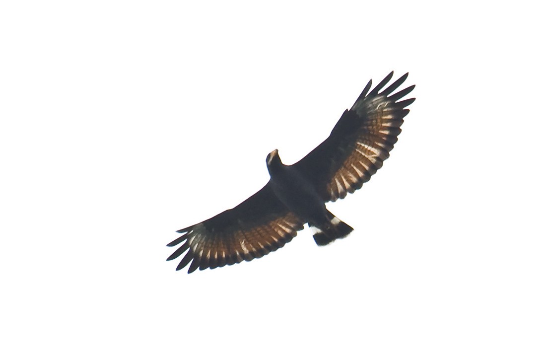 Common Black Hawk (Mangrove) - Dušan Brinkhuizen