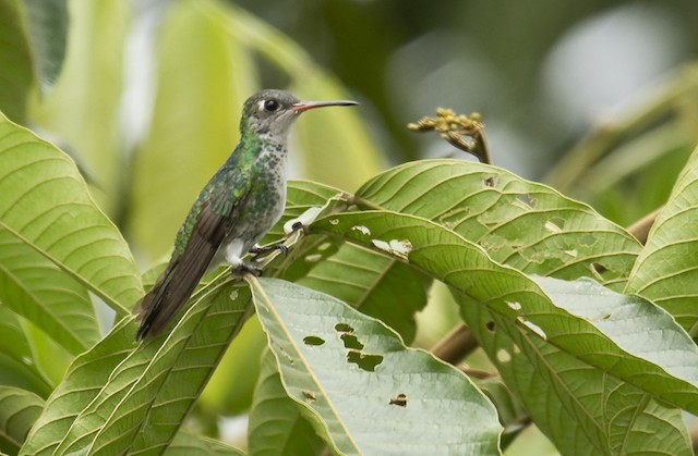 Humboldt's Sapphire - eBird