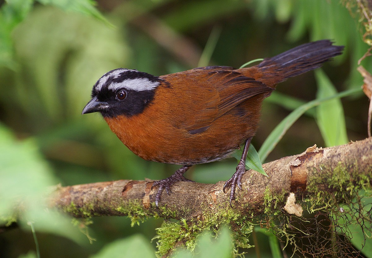 Tanager Finch - ML204896381