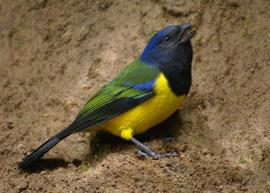 Black-chested Mountain Tanager - Dušan Brinkhuizen