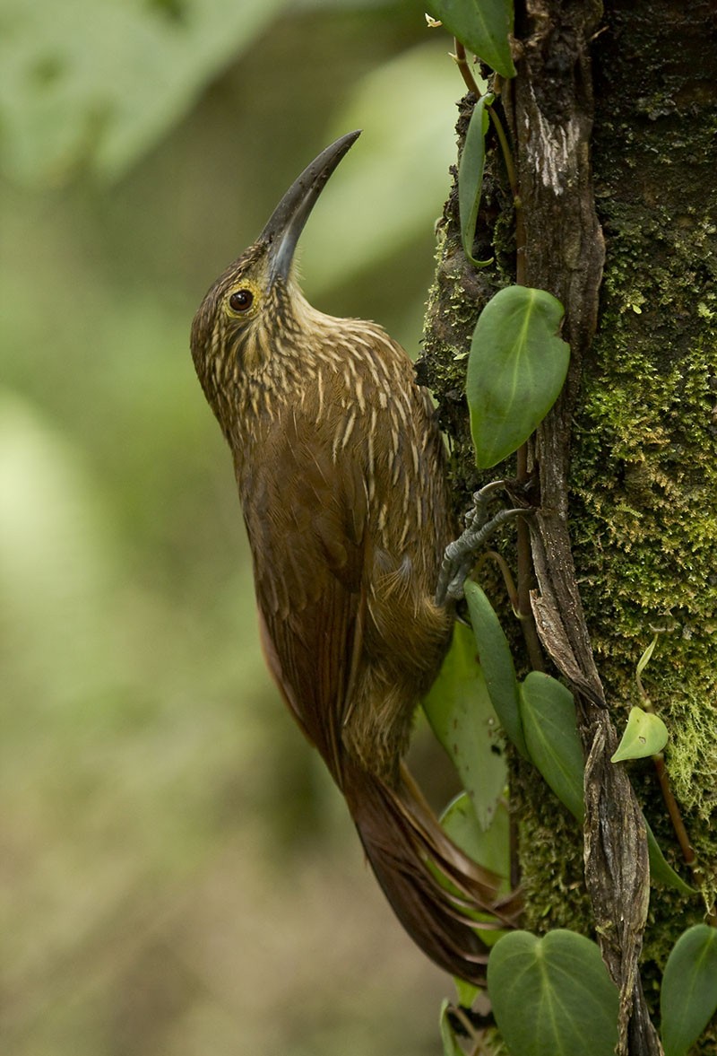 Strong-billed Woodcreeper (Andean/Northern) - ML204896471