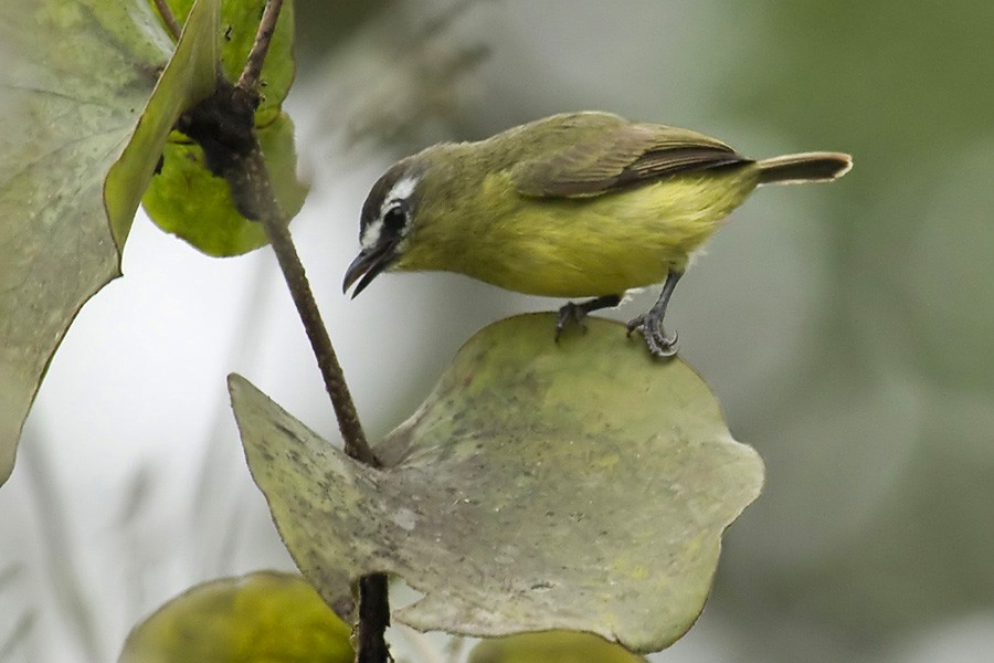 Brown-capped Tyrannulet - Dušan Brinkhuizen