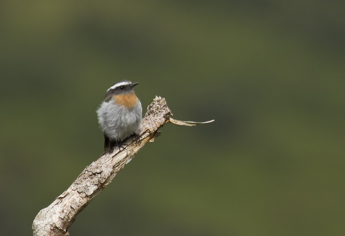 Rufous-breasted Chat-Tyrant - Dušan Brinkhuizen