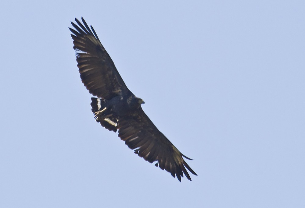 Solitary Eagle - Dušan Brinkhuizen