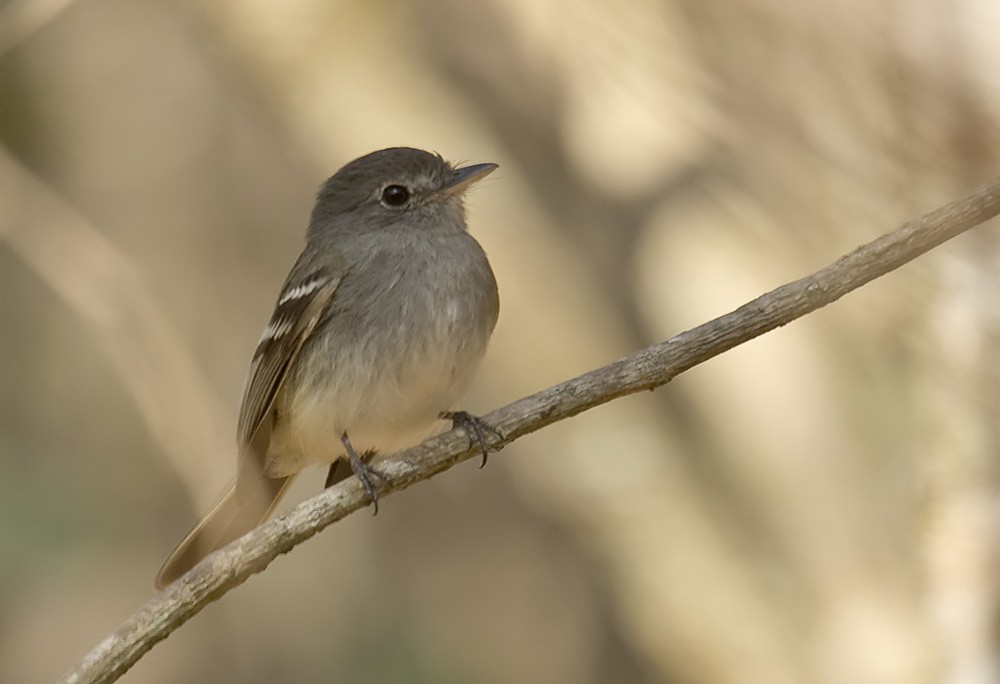 Gray-breasted Flycatcher - ML204896611