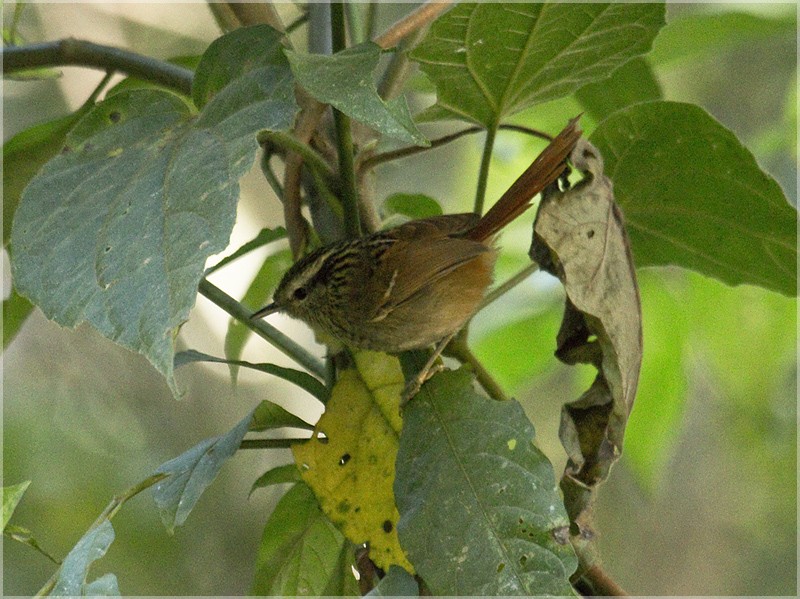 Rufous-tailed Antbird - Dušan Brinkhuizen