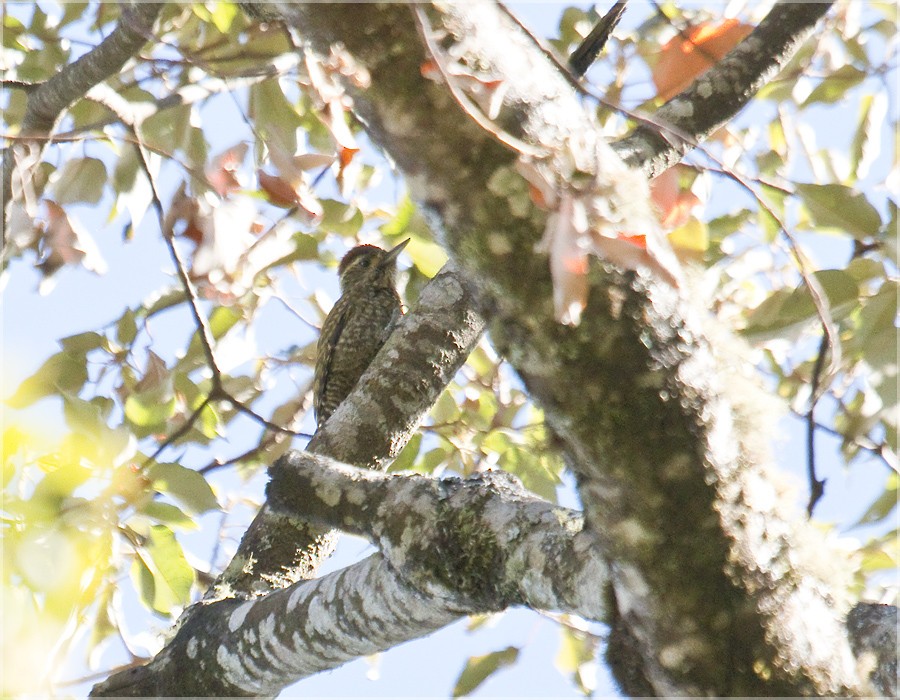 White-spotted Woodpecker - Dušan Brinkhuizen