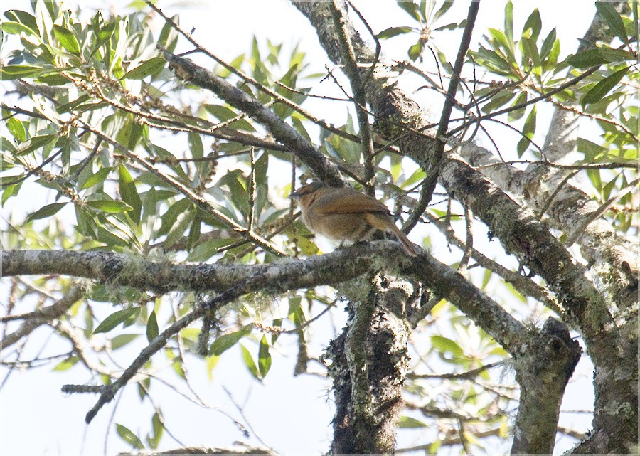 Brown Tanager - ML204896641
