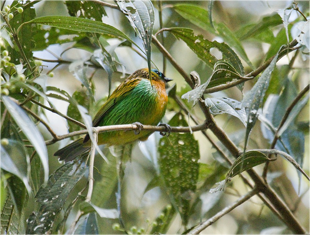 Brassy-breasted Tanager - Dušan Brinkhuizen