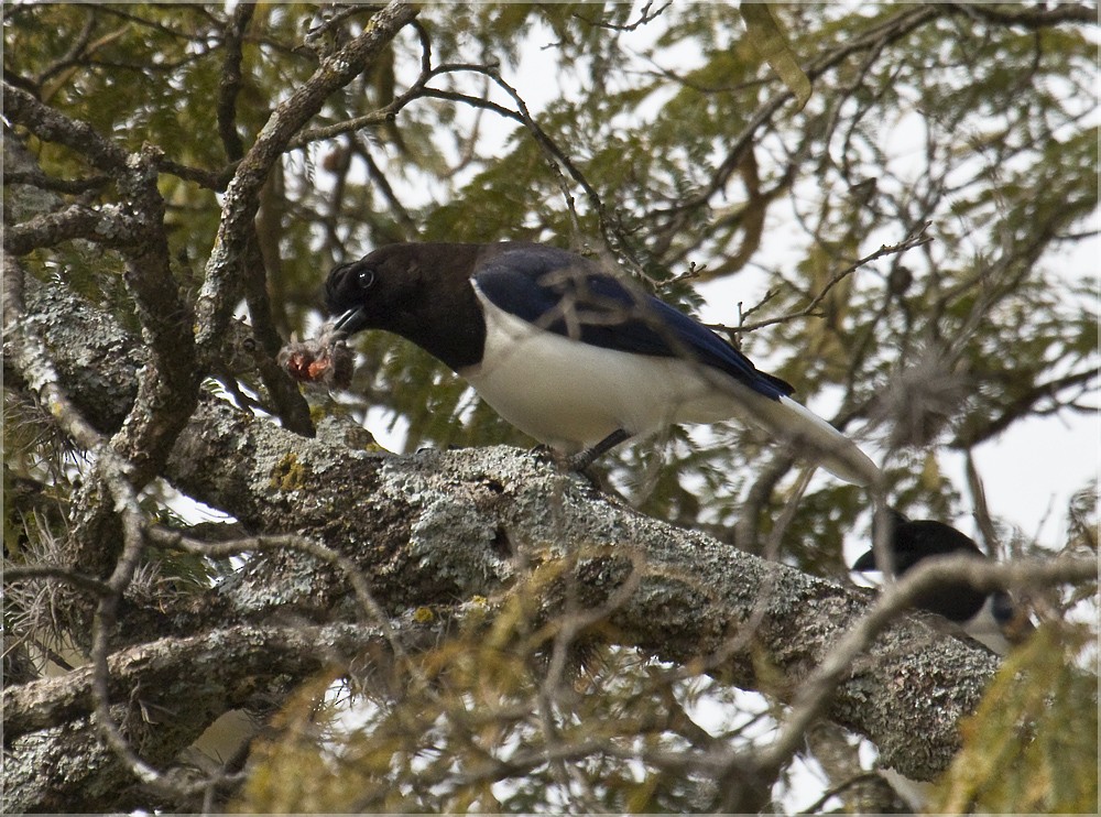 Curl-crested Jay - ML204896741