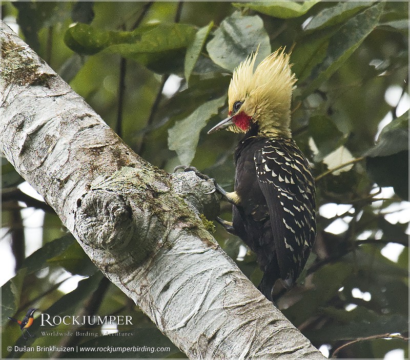 Blond-crested Woodpecker - Dušan Brinkhuizen