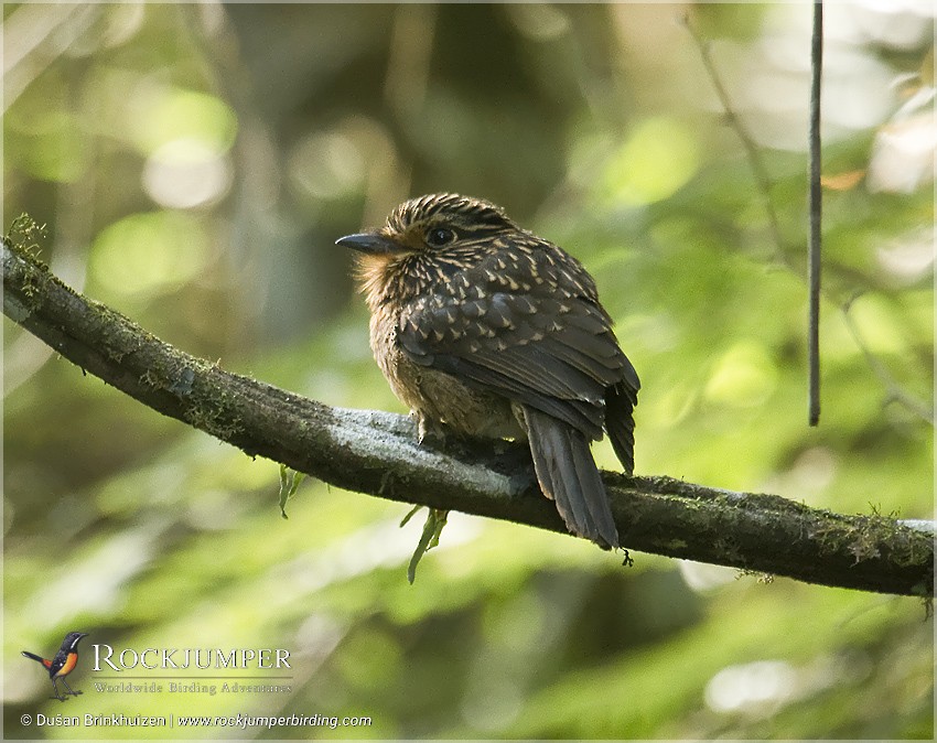 Crescent-chested Puffbird (Greater) - ML204897041