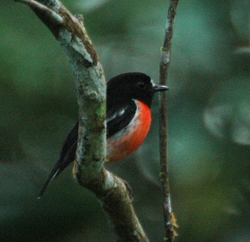 Pacific Robin (Vanuatu) - ML204897071